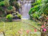 Guadeloupe basse terre ou haute terre ? Guadeloupe : Jardin botanique de Deshaies Basse-Terre