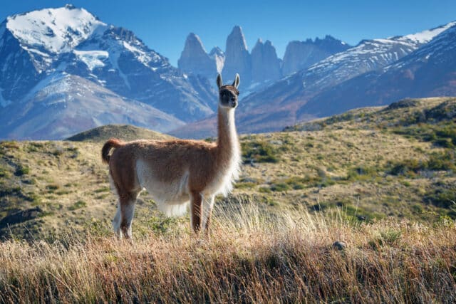 Guanaco dans le parc national Torres del Paine, Patagonie, Chili