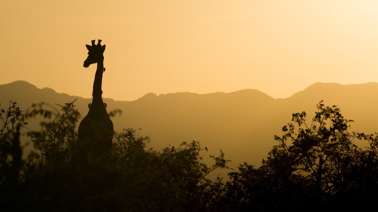 safari afrique du sud