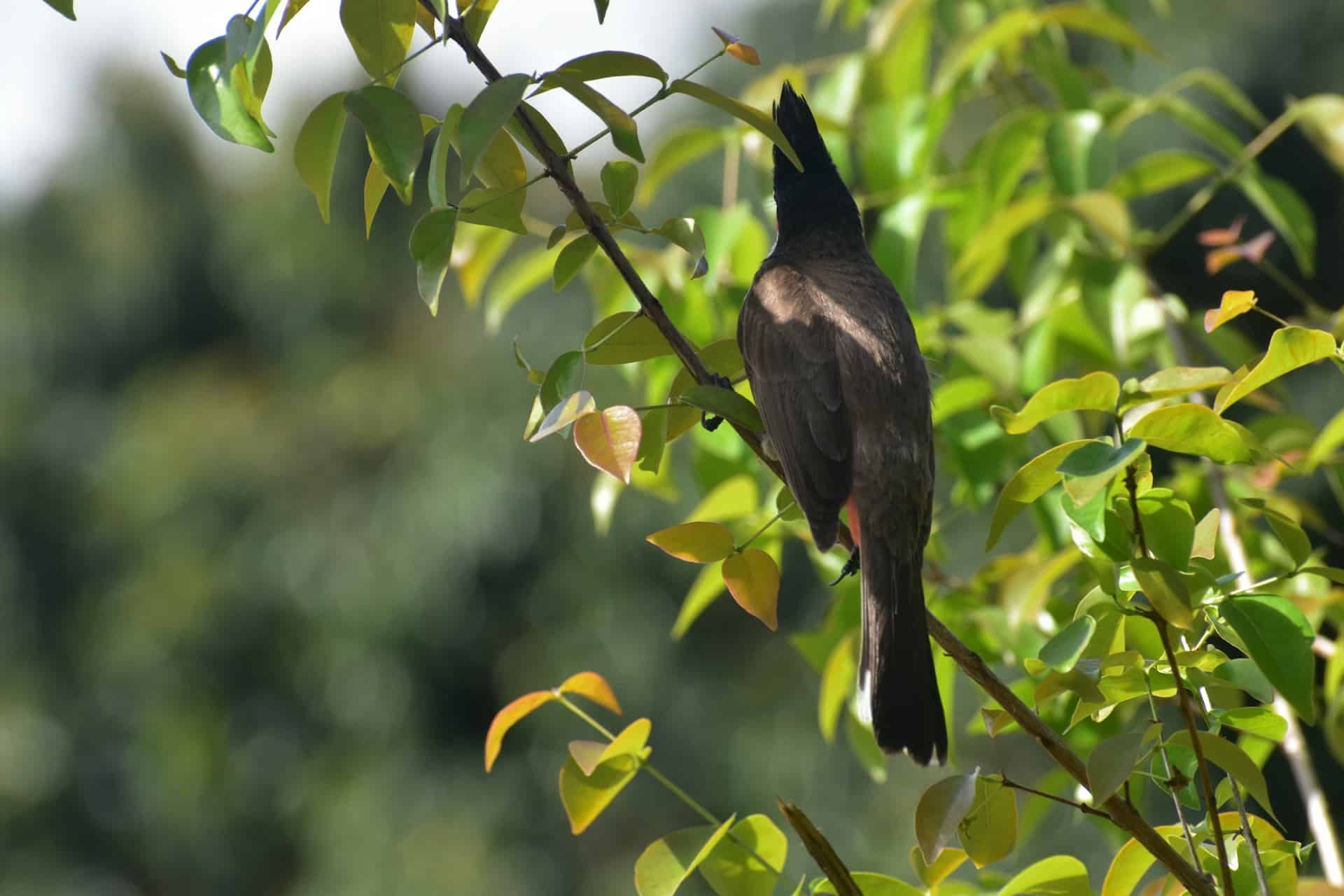 Oiseau ile maurice