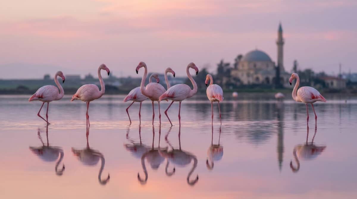 Flamants roses au lac salé de Larnaca à Chypre en janvier