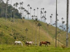 Visiter la Colombie autrement avec l’agence de voyage locale Terra Colombia Chevaux en Colombie dans les montagnes