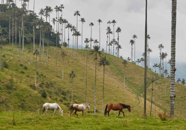 Chevaux en Colombie dans les montagnes